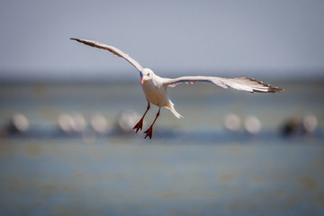 Gaviota