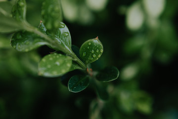 Rain drops on plants