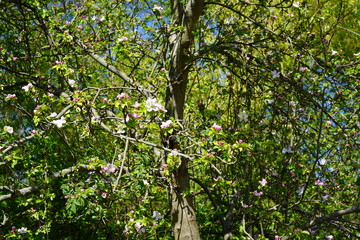Blühender Apfelbaum an den Karower Teichen in Berlin