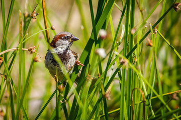 Naturaleza