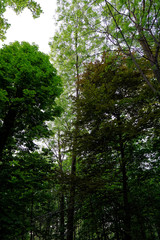 Fototapeta na wymiar Trees in the woods