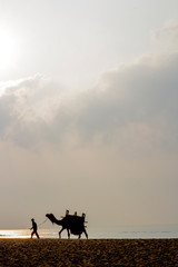 Naklejka na ściany i meble Camel for rides on sea beach of Puri, India