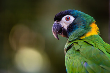 Loro