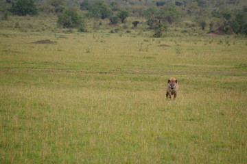 Hyena Running