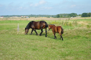 konie © Tomasz Czerwiński