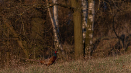 Color nice pheasant on orange meadow in sunset evening time