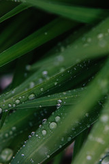 Rain drops on plants