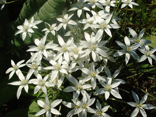 White flowers look like stars