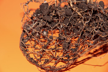 The root system of the lemon tree. Roots on a bright orange background.