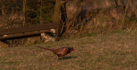 Color nice pheasant on orange meadow in sunset evening time