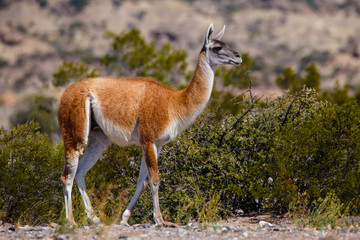 Guanaco