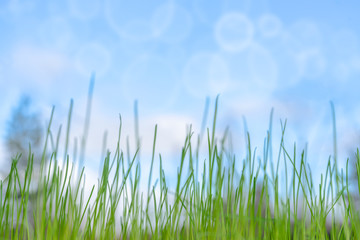 Fototapeta premium Tender spring background with fresh grass, blue sky and soft bokeh circles.