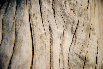 Weathered driftwood or tree trunk background (selective focus)