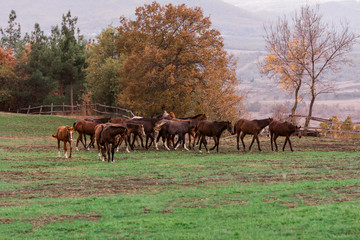Fototapeta na wymiar grazing horses spread across the field