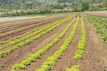 Fototapeta na wymiar Pflücksalat am Salatfeld - Agrarkultur
