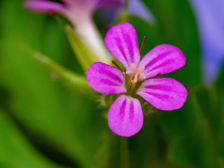 Little single violet color flower front of the green background