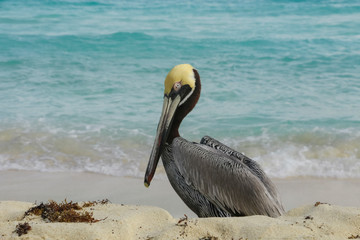 pelican standing on the sand by the sea