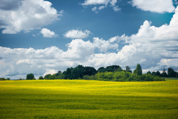 Rapeseed field with beautiful clouds