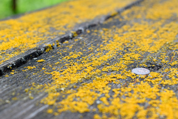 Wooden surface covered with yellow mustard color fungus and moss.