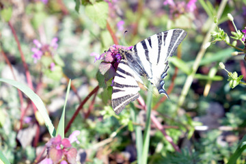 Butterfly from the family Sailboats or cavaliers (lat. Papilionidae). Large butterfly with black and white stripes. Butterfly with a wounded wing on a red poisonous nettle.