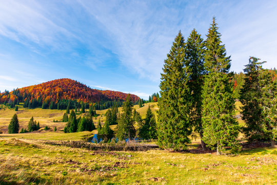 autumn landscape in mountains. fir trees around the pond on the meadow in yellowish weathered grass. distant hill in the colorful red orange colors of beech forest