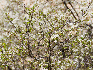 A branch of blooming cherry. Flowering cherry fruit cherries. White beautiful flowers.