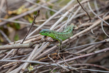 Naklejka na ściany i meble Green lizard, Lacerta viridis, in branches and leaves