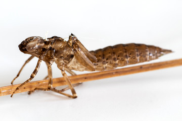 Close up of the shell of a dragonfly larva