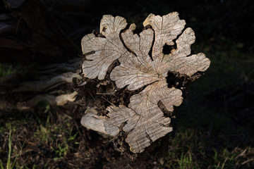 Trunk cross section