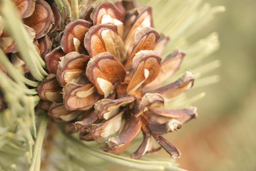 pine cones
