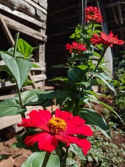 flowers on the window