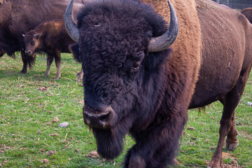 herd of buffalo together in group on green grass