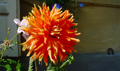 Orange Dahlia Flower blooming in sun light