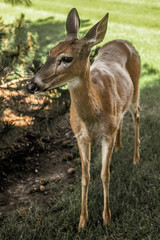 Naklejka na ściany i meble Female Deer in the woods 