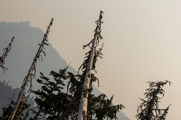 trees forest and mountainsides leading into distance in washington forest