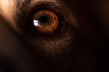 Close up of dog's eye 