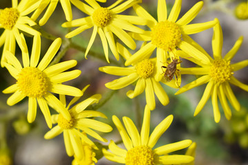 Small wildflowers or meadow flowers of yellow color. The flowers are unpretentious and hardy. Little beetle on a petal. View from above.