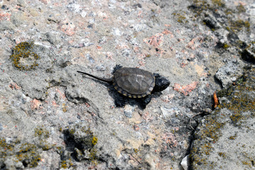 Little newborn turtle on a concrete slab.