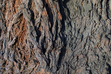 Old tree texture. Wood texture concept