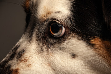 Close up of dog's eye 