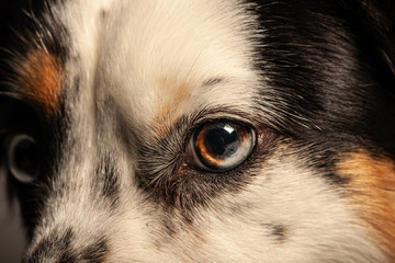 Close up of Dog's Eyes
