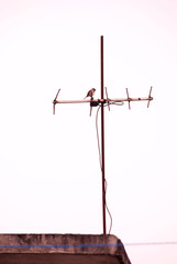 Antenna on house roof in Guatemala, Latin America, obsolete technology, analog TV, communication and entertainment