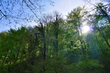Obraz na płótnie Canvas Green forest with rays of light