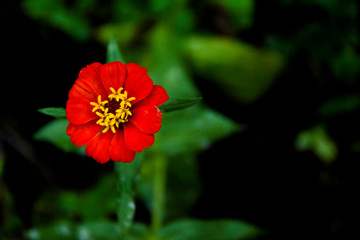 red flower in the garden