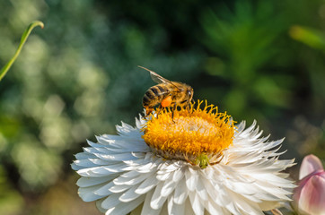 a bee on a white flower growing in the garden collects yellow pollen in the rays of the summer sun