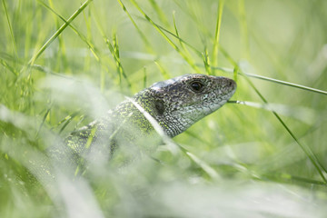 The Iberian emerald lizard (Lacerta schreiberi), also known commonly as Schreiber's green lizard...