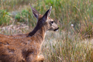 young female deer grazing and resting in meadow and wildflowers