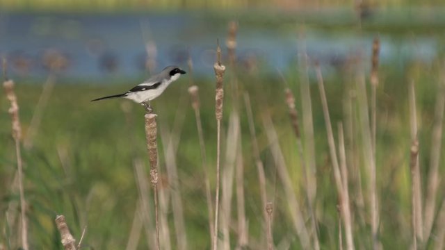 Loggerhead shrike bird on a swamp cattail at the Orlando wetlands in Florida