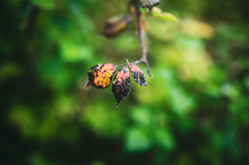 cobweb on dying leafs 