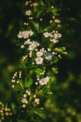 spring flowers in the forest